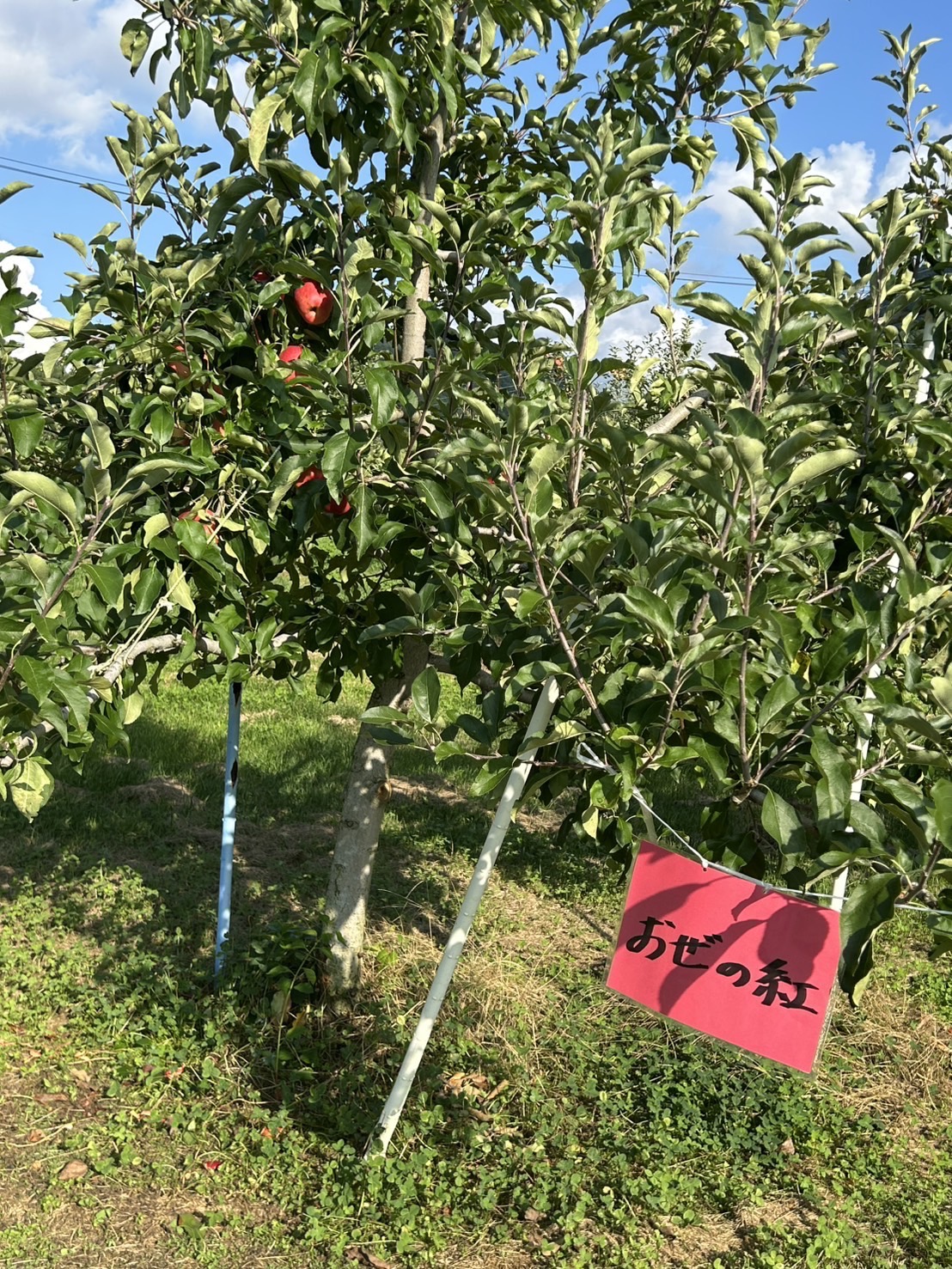 髙橋りんご園のInstagram投稿 - 新鮮なりんごの写真