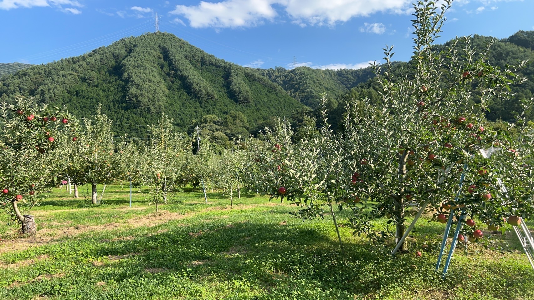 髙橋りんご園のInstagram投稿 - 四季の移ろい