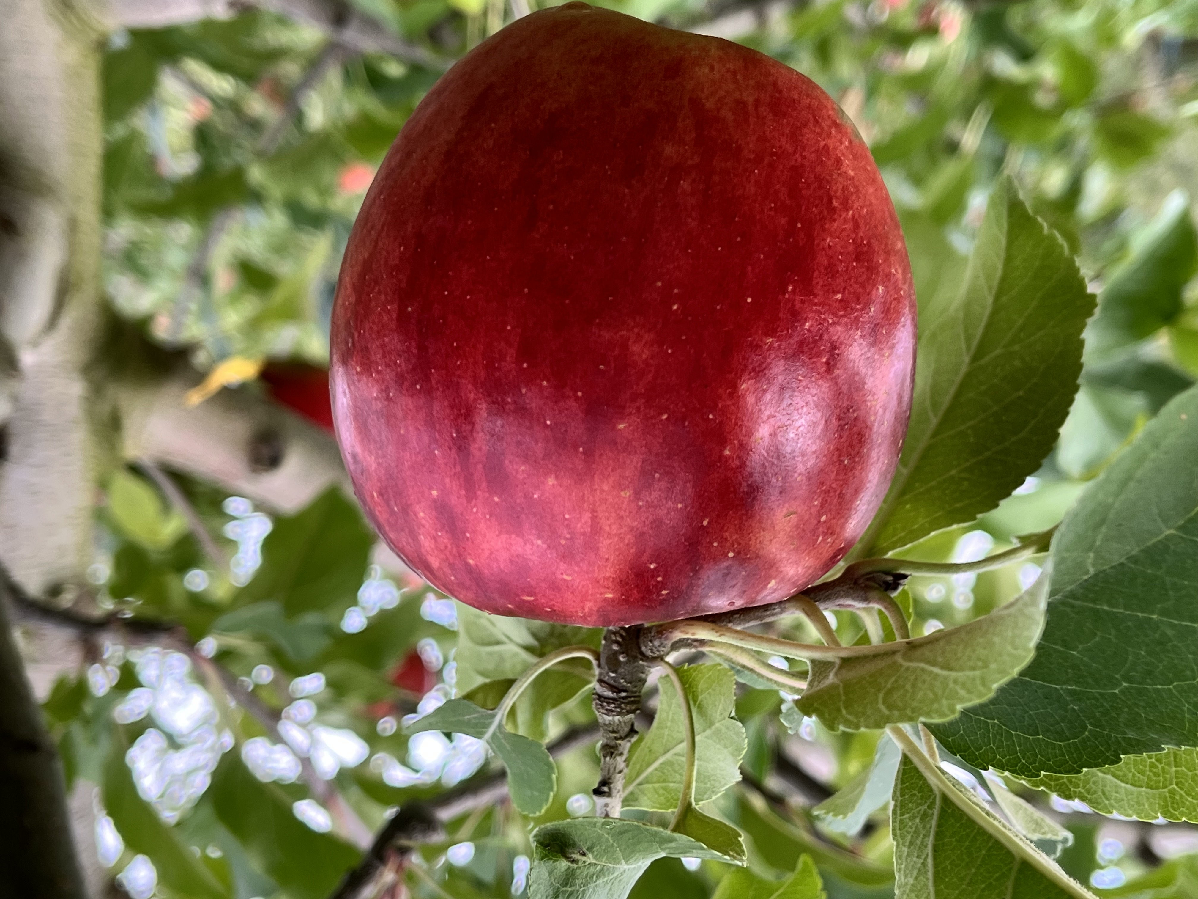 髙橋りんご園の自然豊かなりんご畑