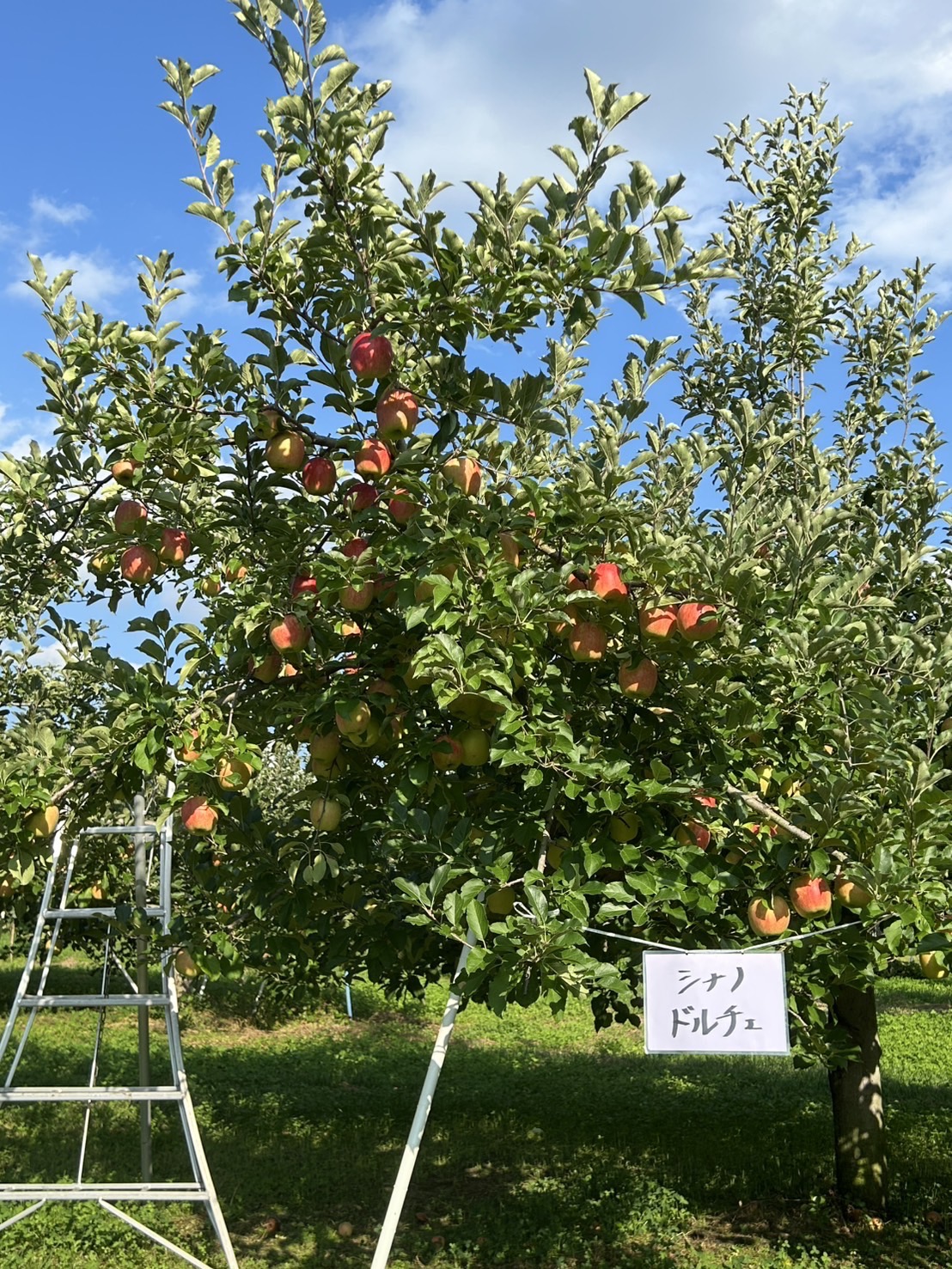 髙橋りんご園のInstagram投稿 - りんご畑の風景
