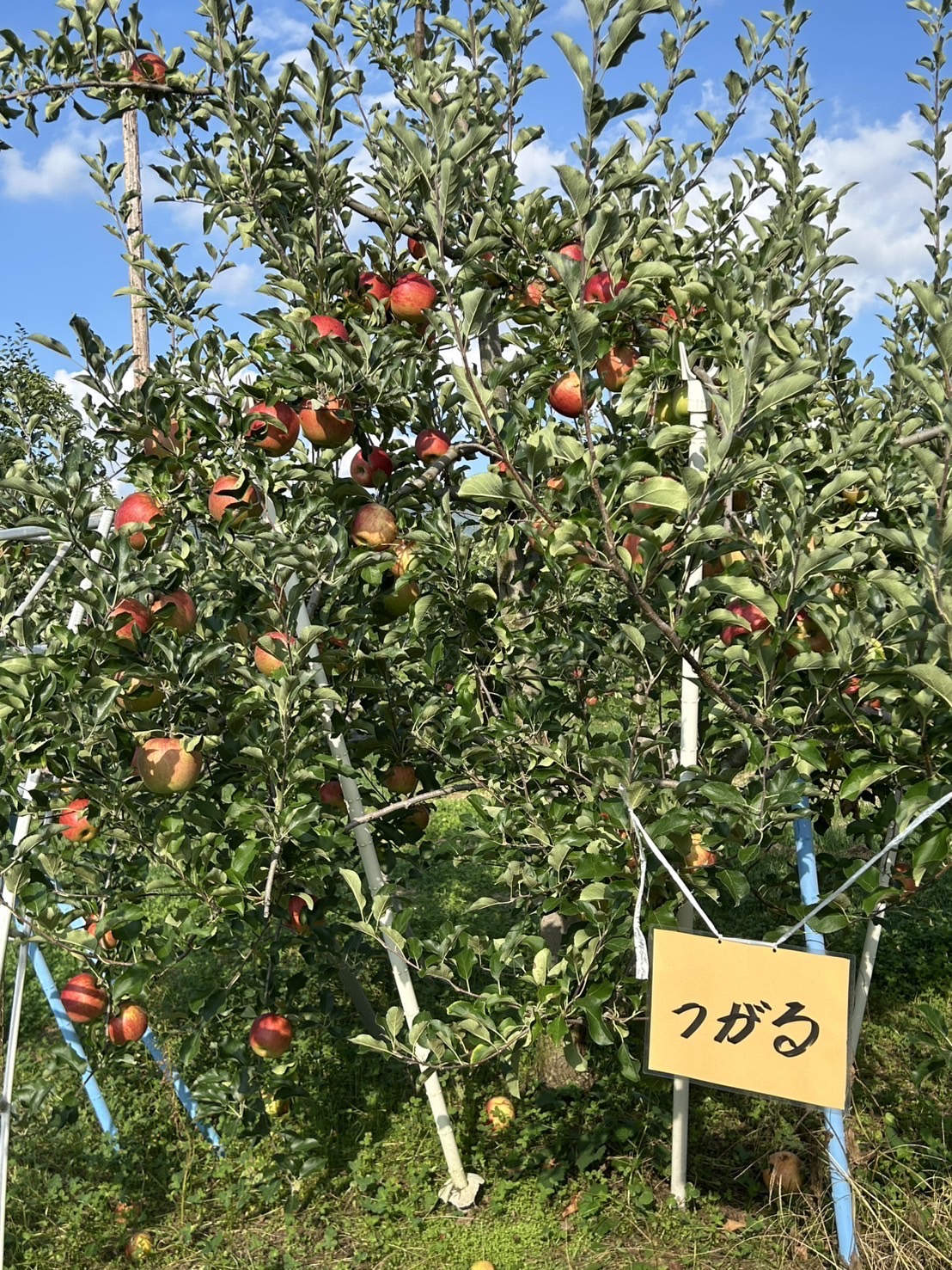 髙橋りんご園のInstagram投稿 - 収穫の様子