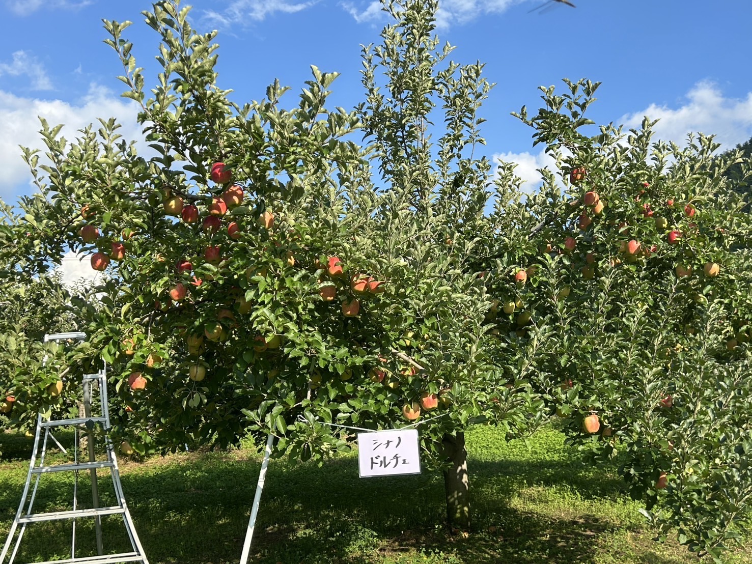 髙橋りんご園のInstagram投稿 - りんごジュース