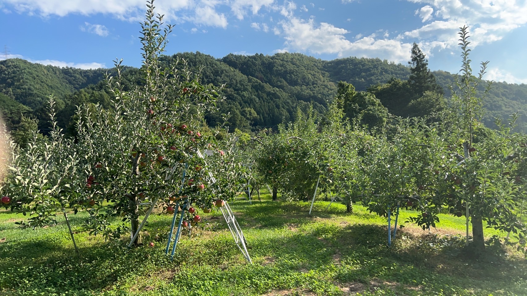 髙橋りんご園のInstagram投稿 - イベント情報